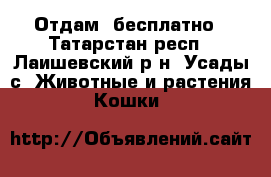 Отдам  бесплатно - Татарстан респ., Лаишевский р-н, Усады с. Животные и растения » Кошки   